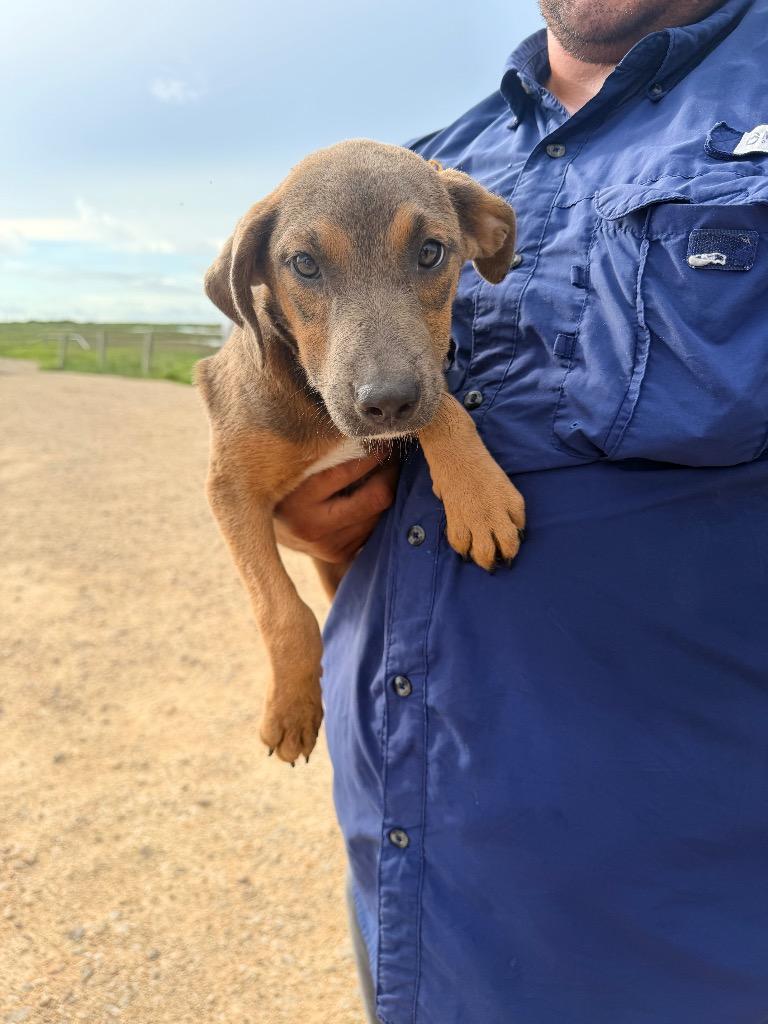 Butterfly, a Adoptable mixed breed in Rockport, TX image 3/4