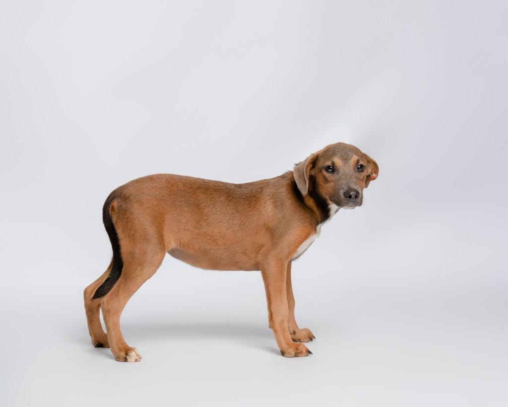 Butterfly, a Adoptable mixed breed in Rockport, TX image 4/4
