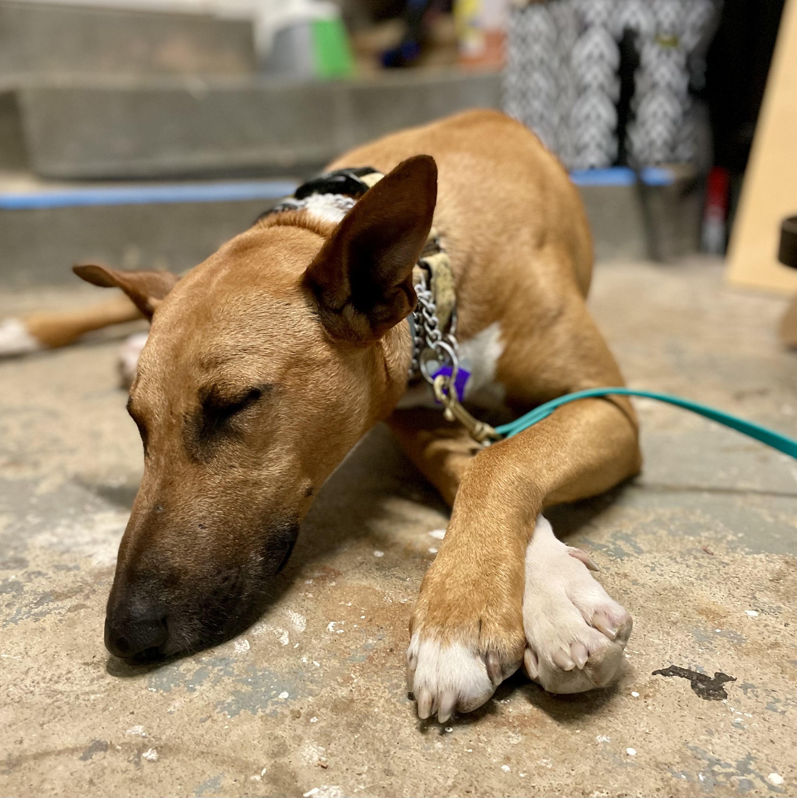 Hugo, a Adopted mixed breed in Manassas, VA image 3/4