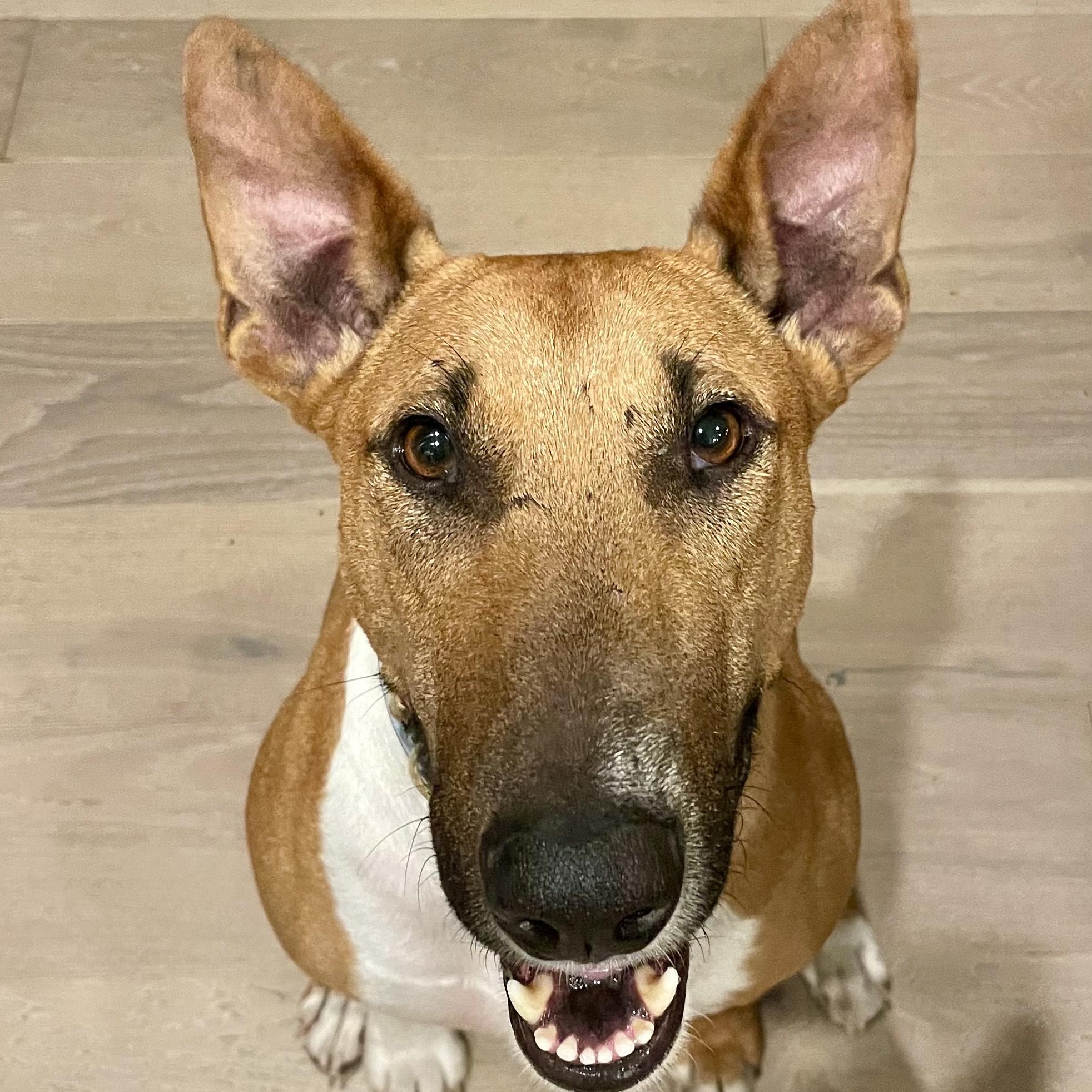 Hugo, a Adopted mixed breed in Manassas, VA image 1/4