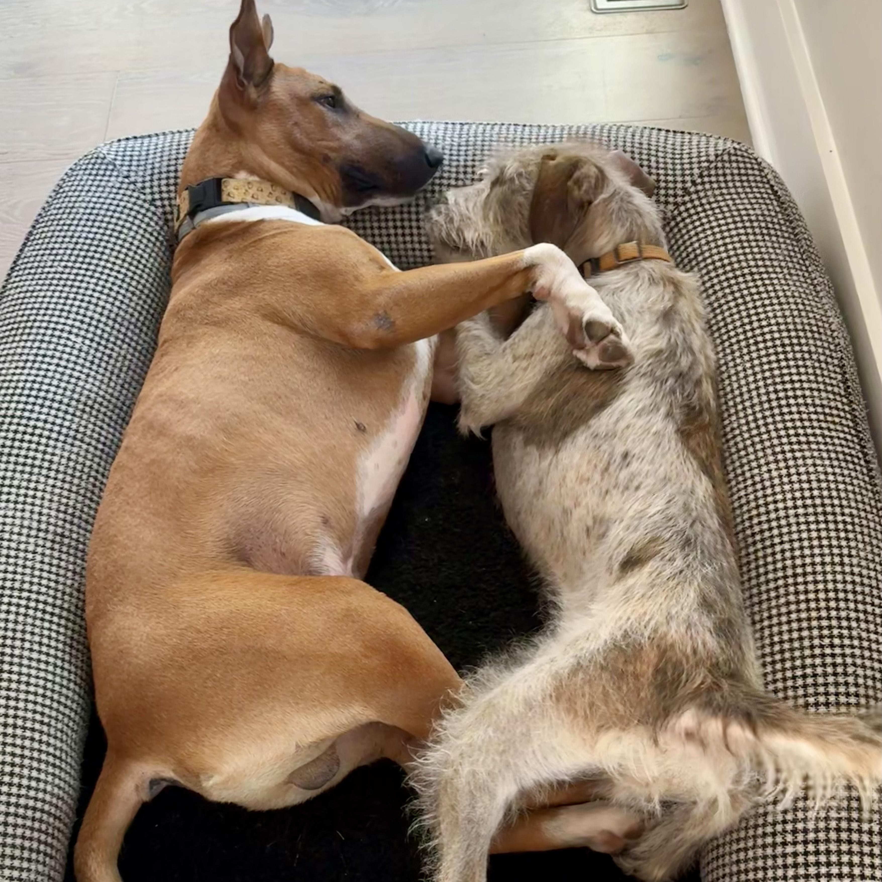 Hugo, a Adopted mixed breed in Manassas, VA image 2/4