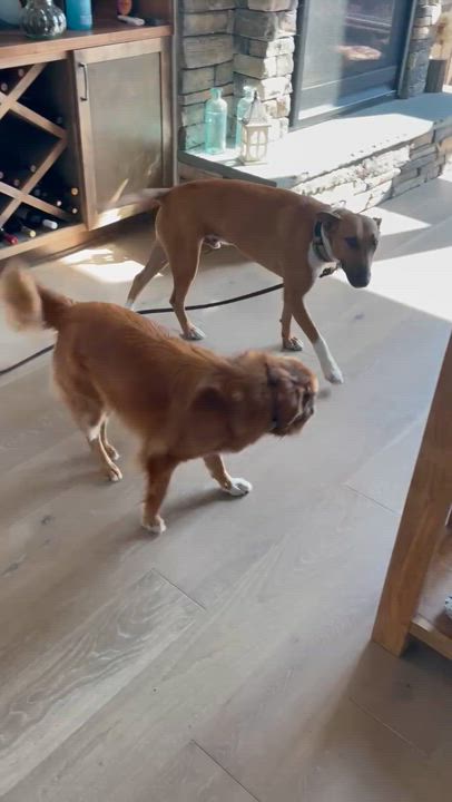 Enlarge Hugo, a Adopted mixed breed in Manassas, VA video 4/4