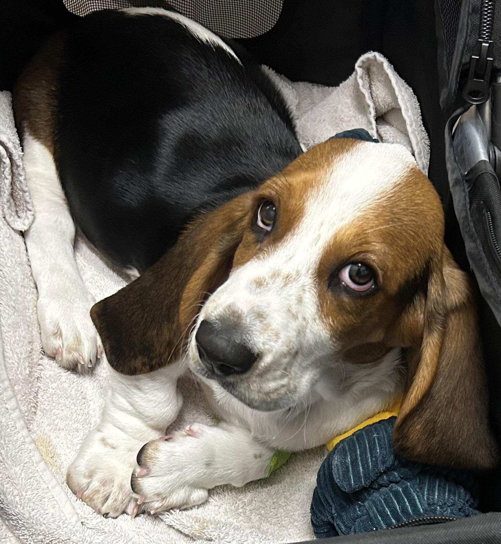 Sharon, Adoptable, Young Female Basset Hound.
