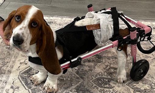 Enlarge Sharon, a Adoptable Basset Hound in Petaluma, CA image 2/3