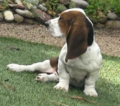 Enlarge Sharon, a Adoptable Basset Hound in Petaluma, CA image 3/3