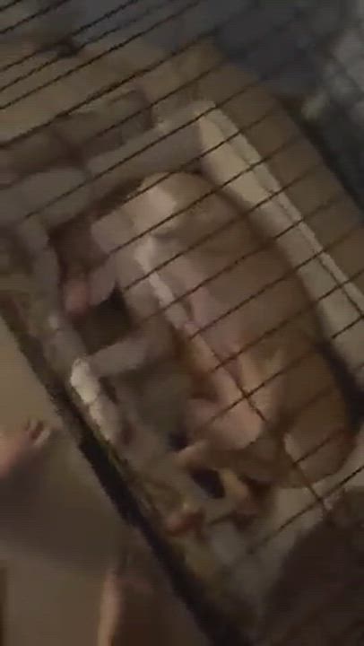 Enlarge Zeke, a Adopted mixed breed in Highland Mills  , NY video 5/9