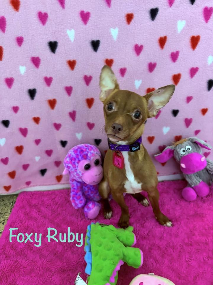 Enlarge Foxy Ruby, a Adopted Chihuahua in Mukwonago, WI image 1/1