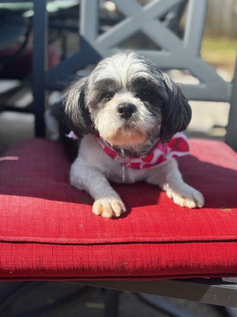 Bijou - ARR, Adoptable, Adult Female Shih Tzu.
