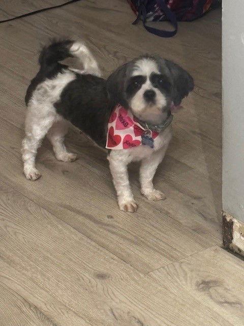 Enlarge Bijou - ARR, a Adoptable Shih Tzu in Pataskala, OH image 2/3