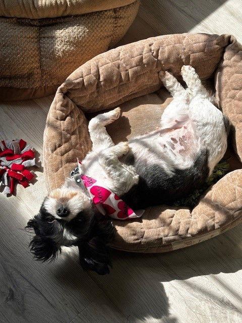 Enlarge Bijou - ARR, a Adoptable Shih Tzu in Pataskala, OH image 3/3