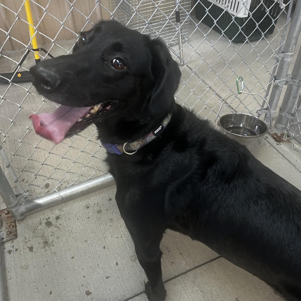 Enlarge Luna, a Adoptable mixed breed in Delaware, OH image 1/6
