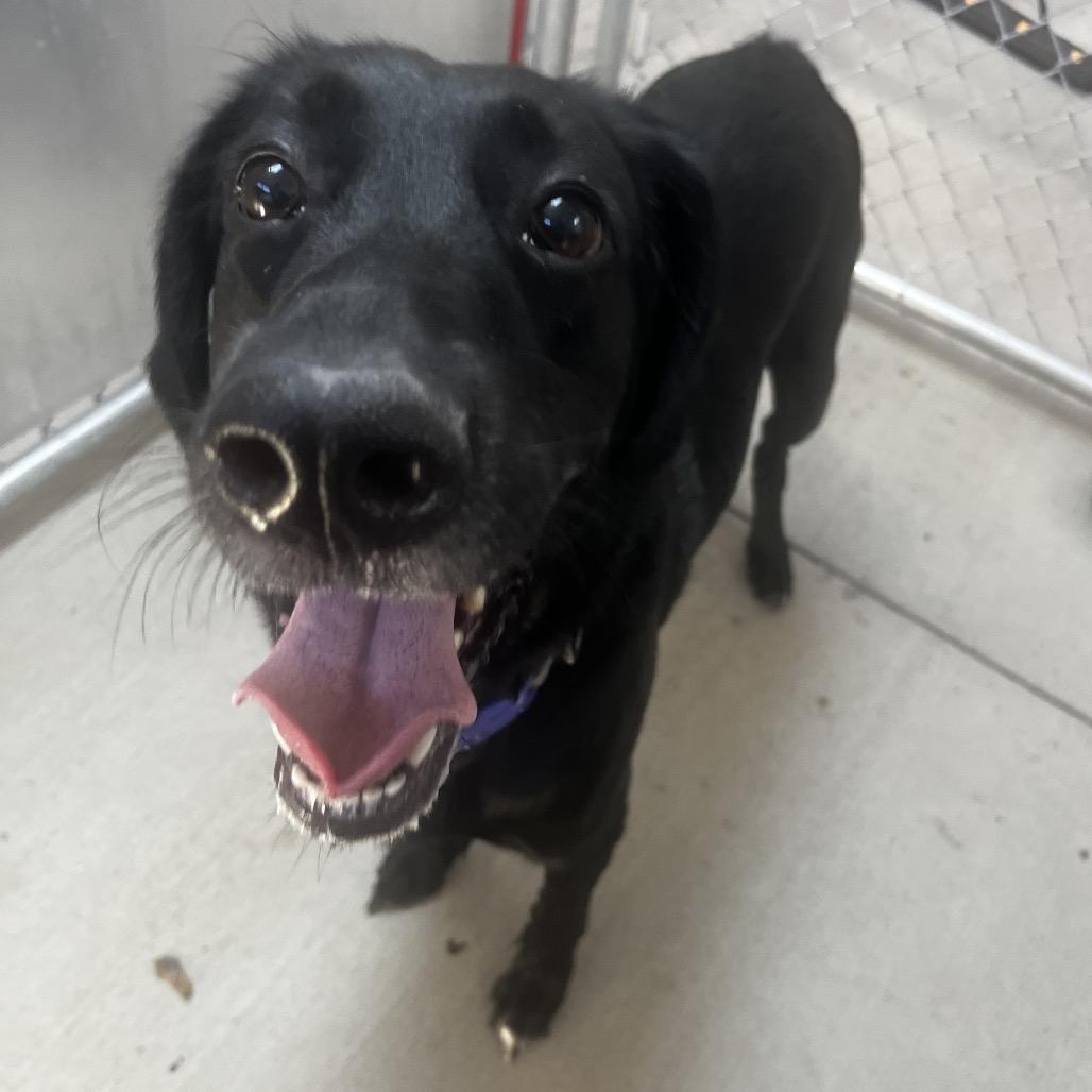 Enlarge Luna, a Adoptable mixed breed in Delaware, OH image 2/6