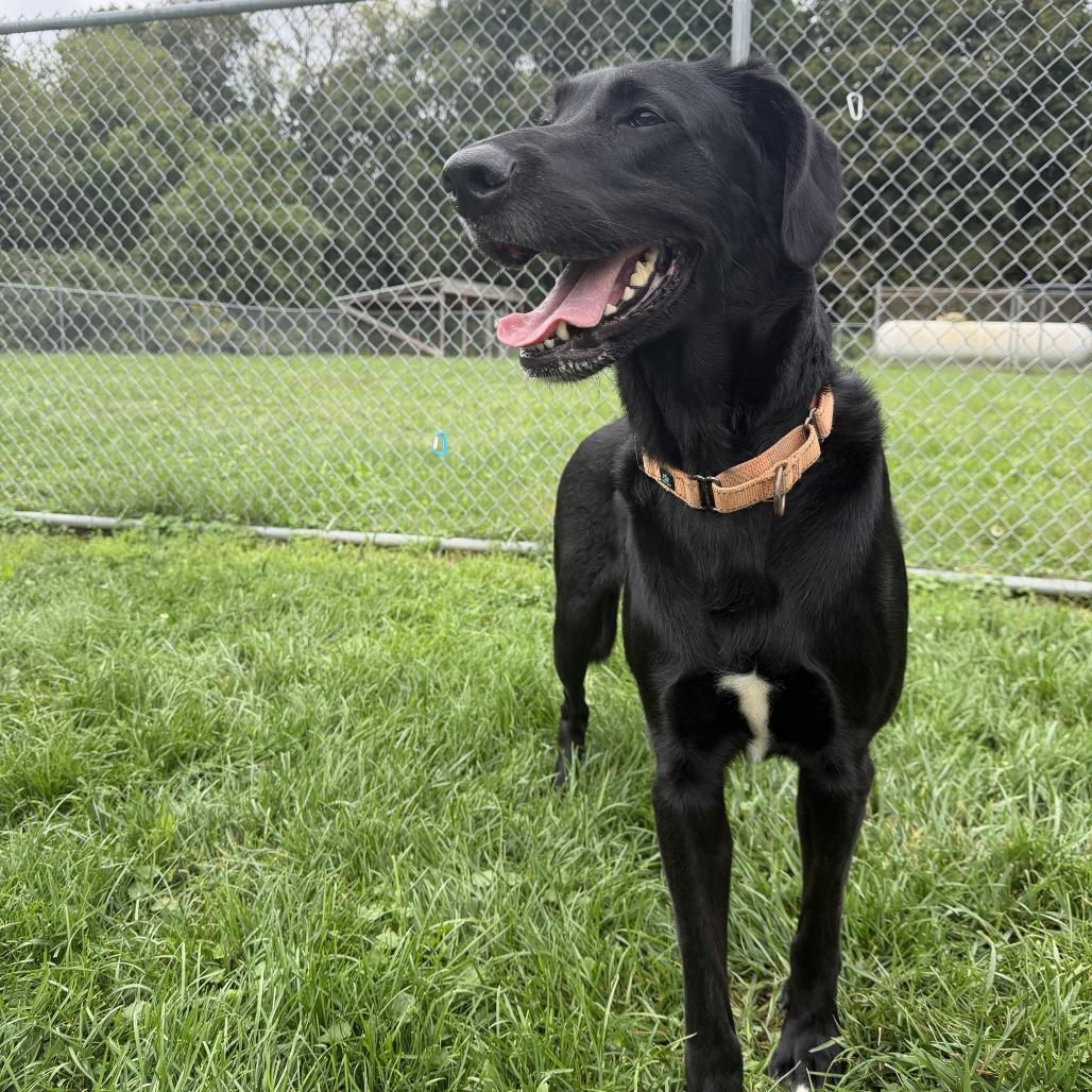 Enlarge Luna, a Adoptable mixed breed in Delaware, OH image 4/6