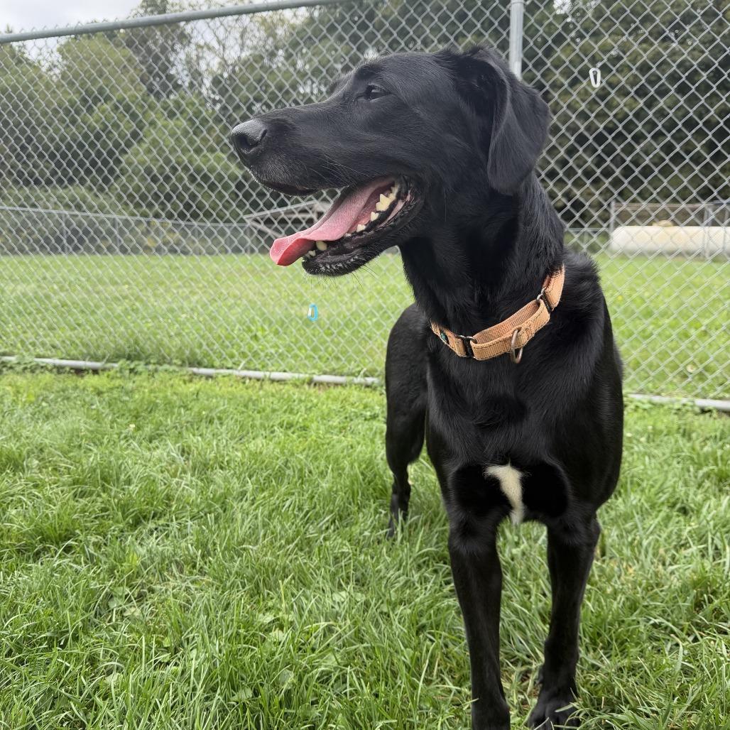 Enlarge Luna, a Adoptable mixed breed in Delaware, OH image 5/6