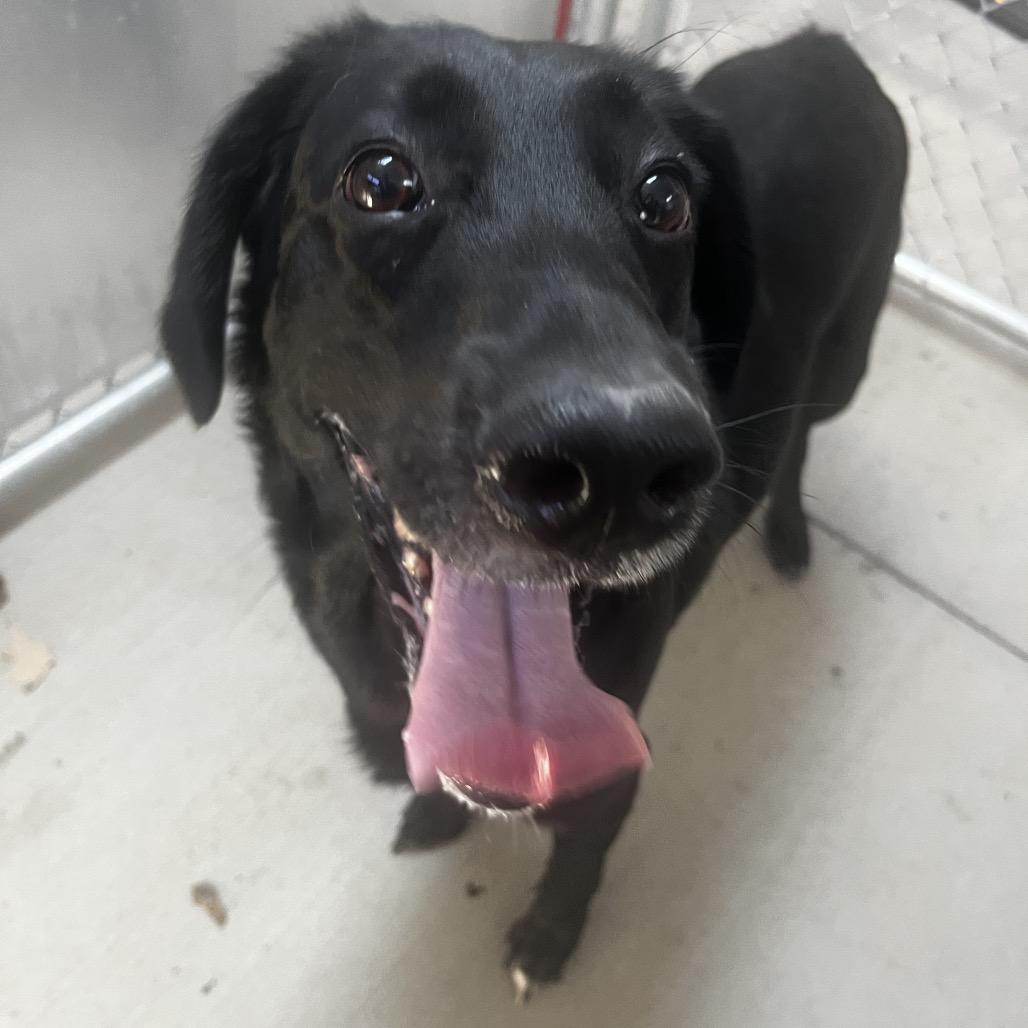 Enlarge Luna, a Adoptable mixed breed in Delaware, OH image 6/6
