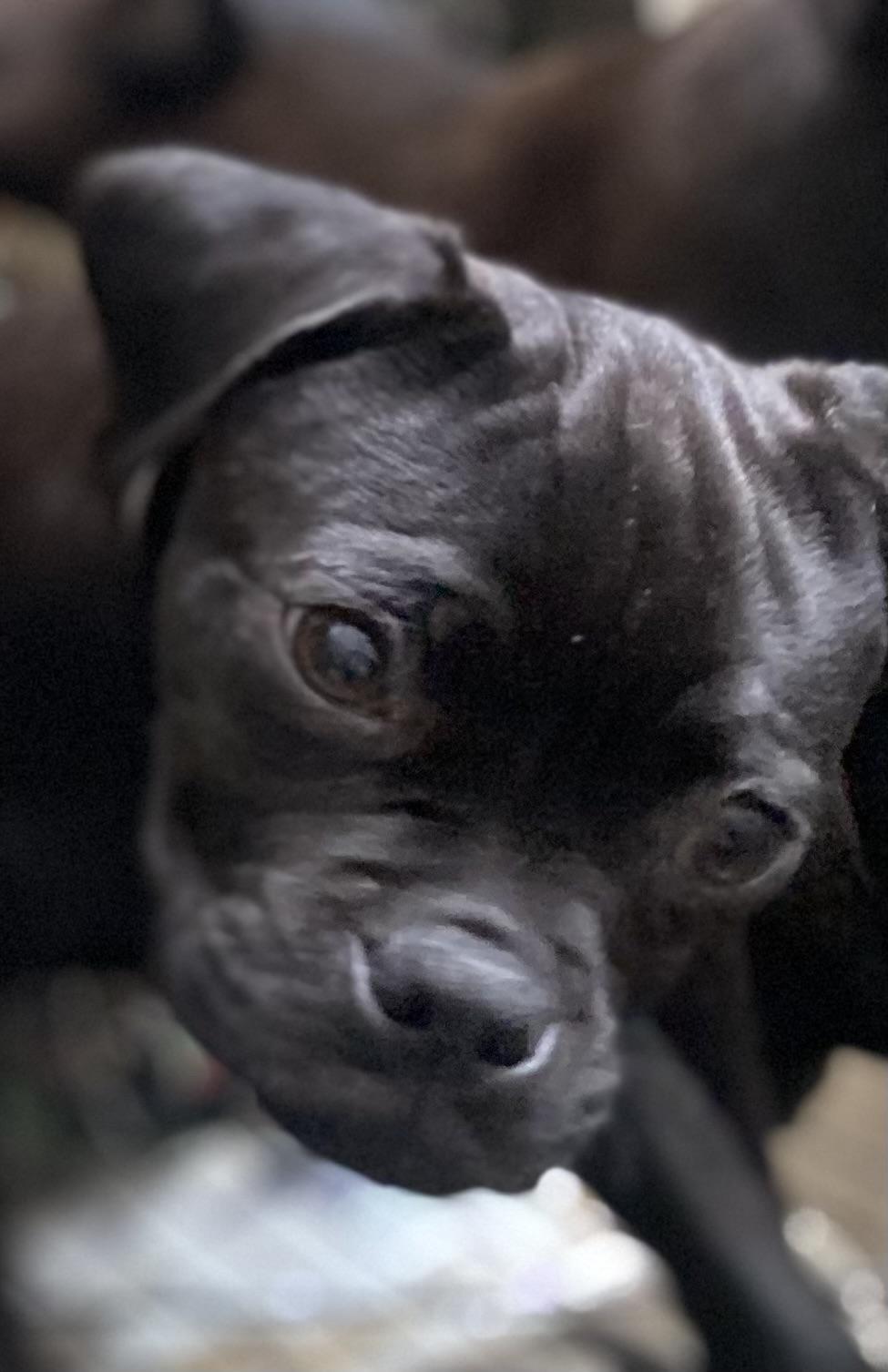 Fred, ADOPTABLE, Young Male Puggle.