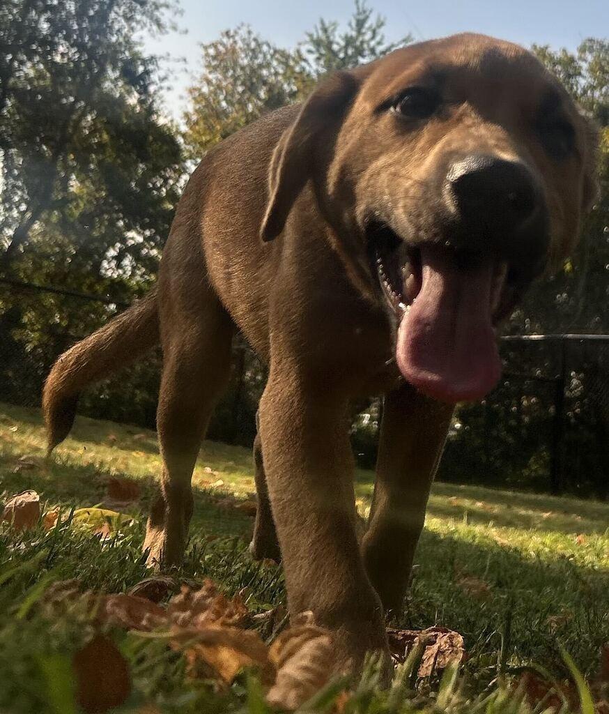 Enlarge COPPER, a Adoptable Pit Bull Terrier in Athens, AL image 4/4