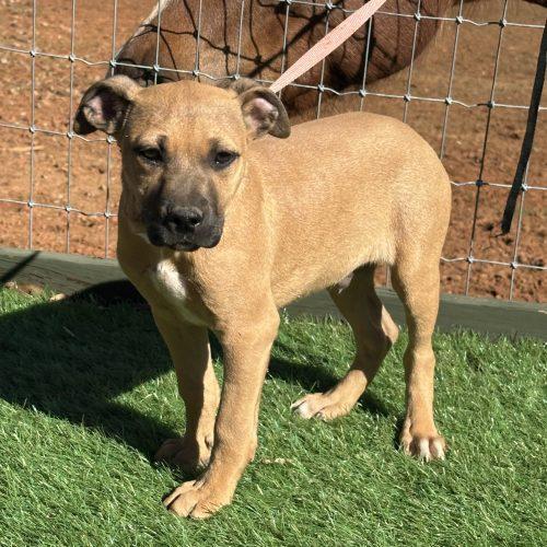 Havarti, Adoptable, Puppy Male Mixed Breed.