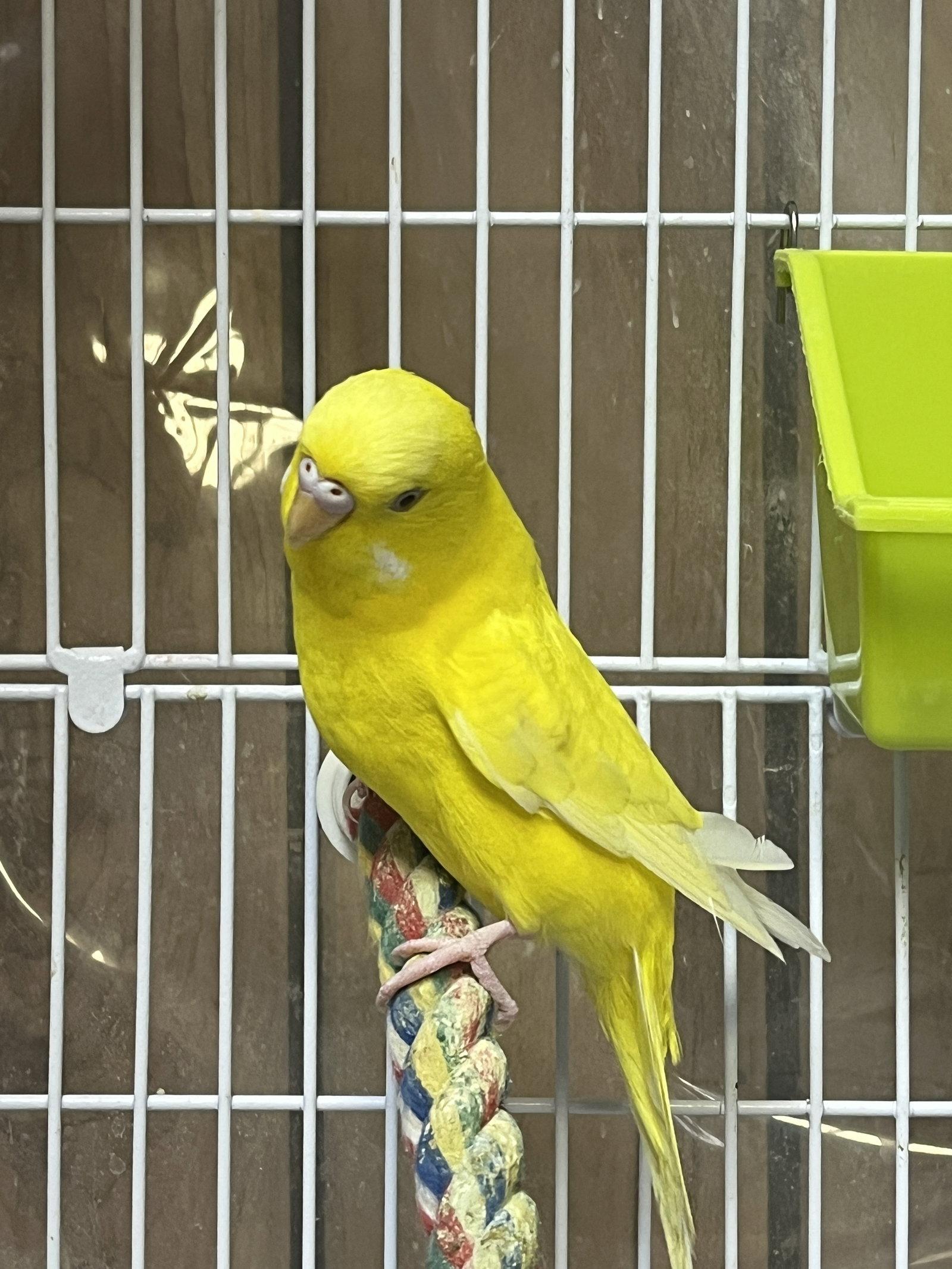 Sunny photo