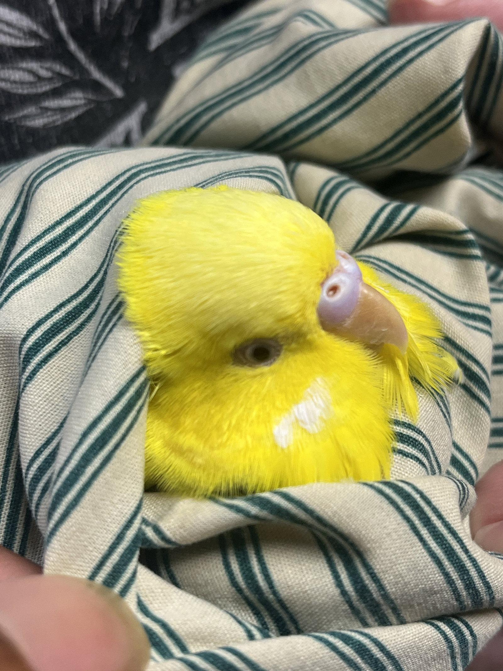 Enlarge Sunny, a Adoptable Parakeet (Other) in Inverness, FL image 2/3