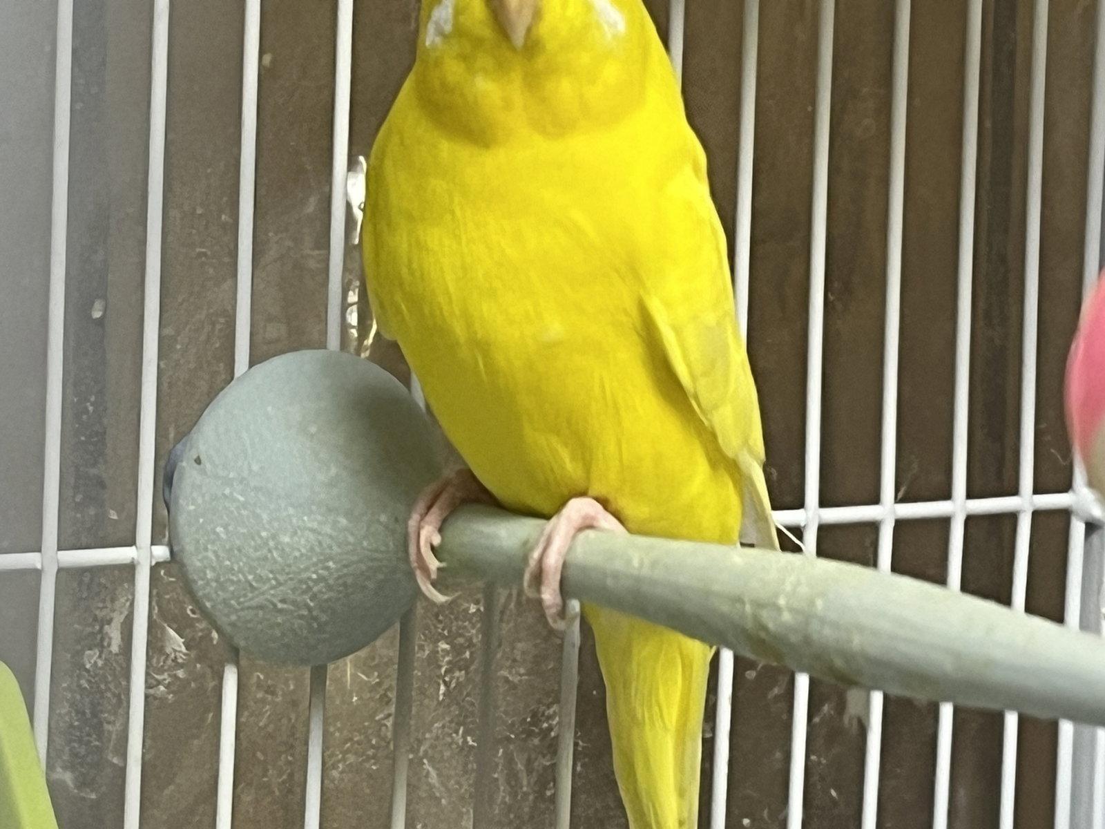 Enlarge Sunny, a Adoptable Parakeet (Other) in Inverness, FL image 3/3