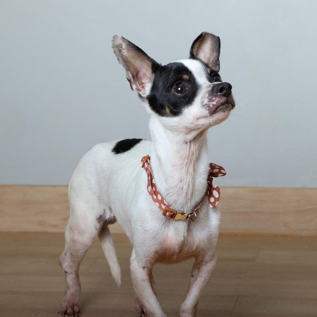 Captain Hook D67193, Adoptable, Young Male Jack Russell Terrier & Mixed Breed.