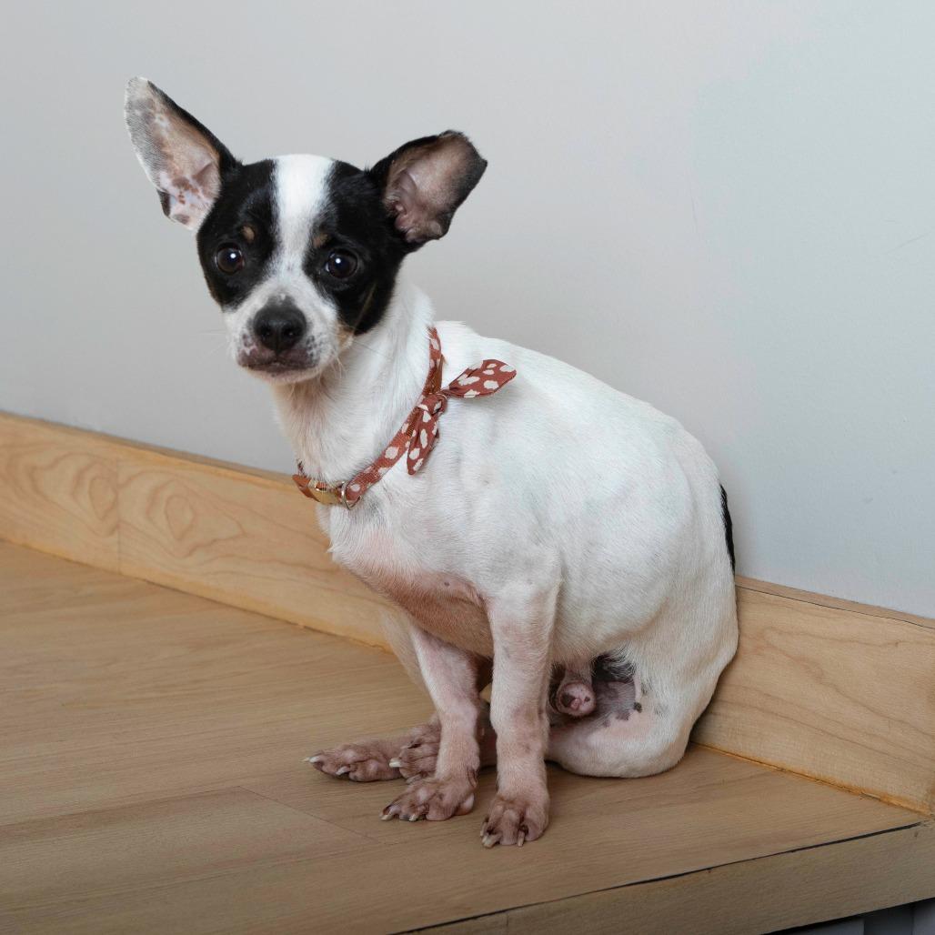 Captain Hook D67193, a Adoptable mixed breed in Minnetonka, MN image 2/4