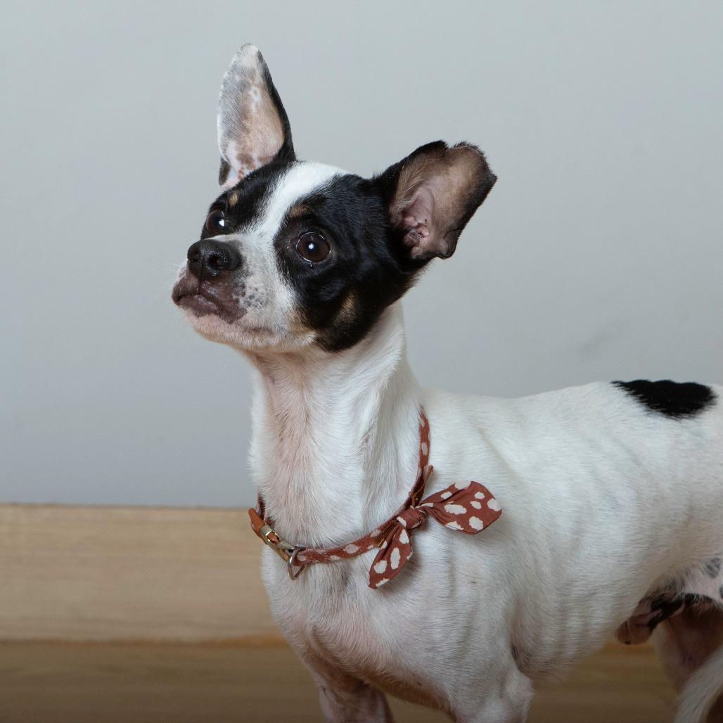 Captain Hook D67193, a Adoptable mixed breed in Minnetonka, MN image 3/4