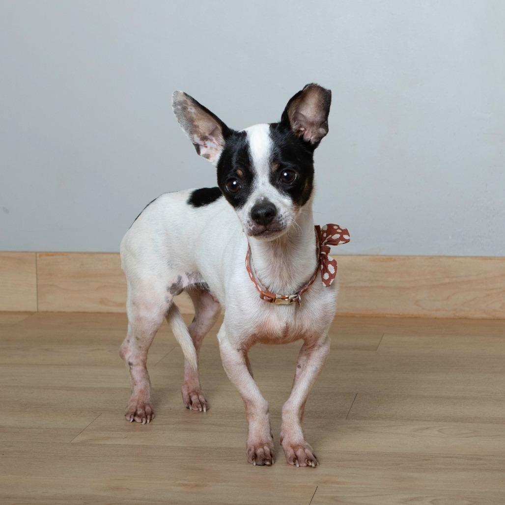 Captain Hook D67193, a Adoptable mixed breed in Minnetonka, MN image 4/4