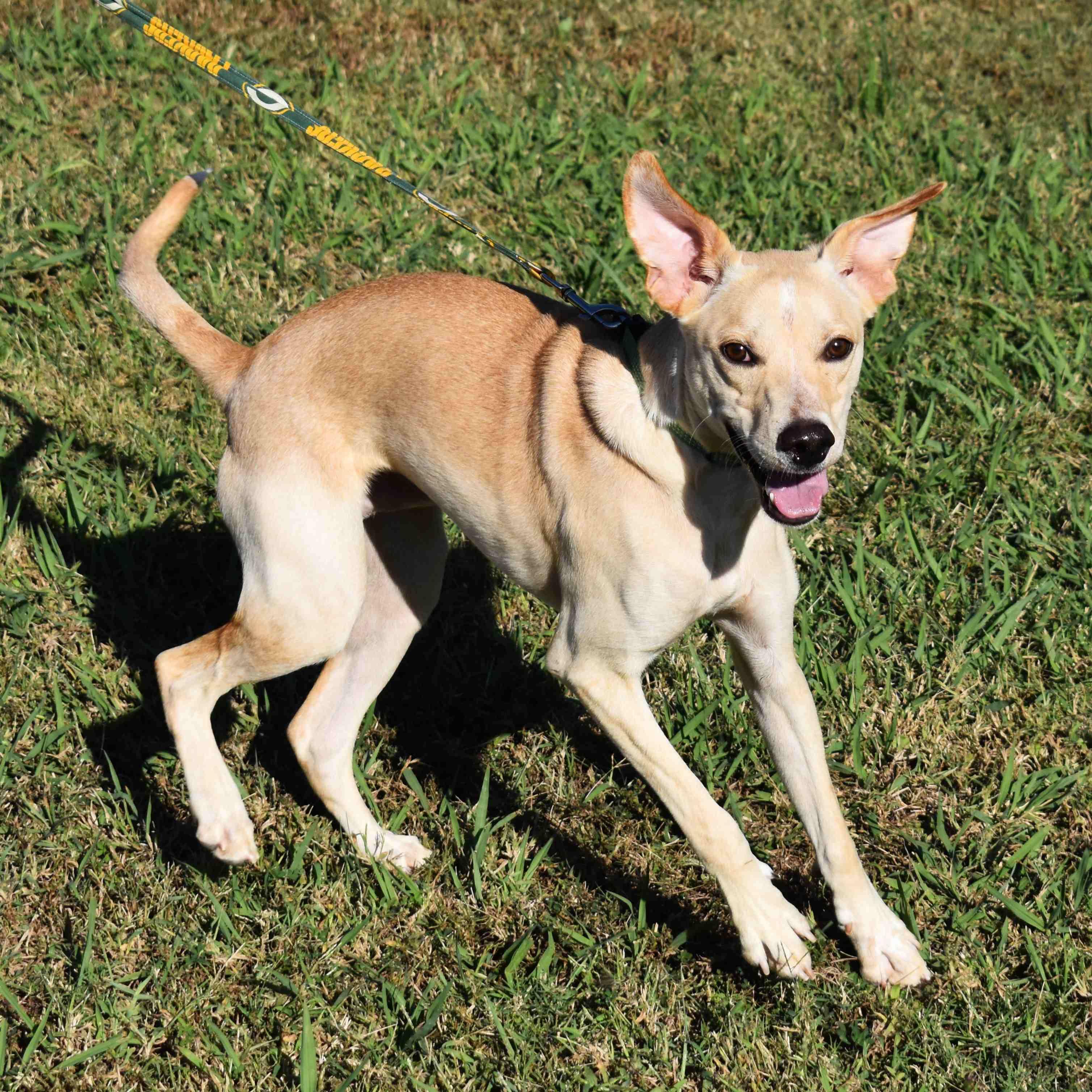 Tator Tot, a Adoptable Mixed Breed in Searcy, AR image 6/6