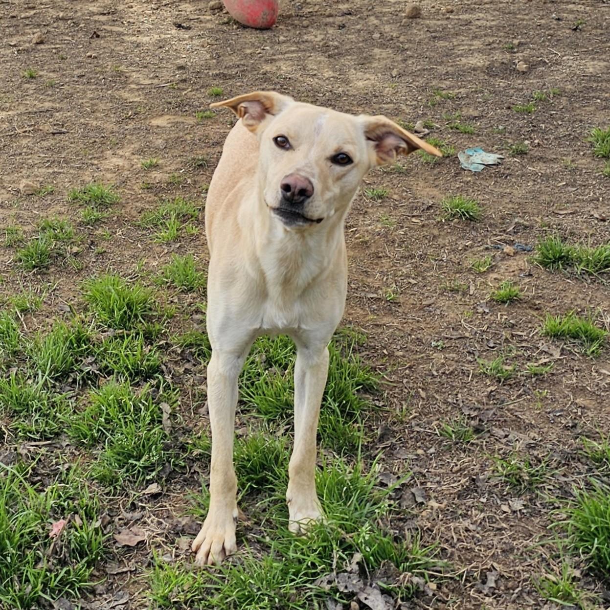 Tator Tot, a Adoptable Mixed Breed in Searcy, AR image 6/6