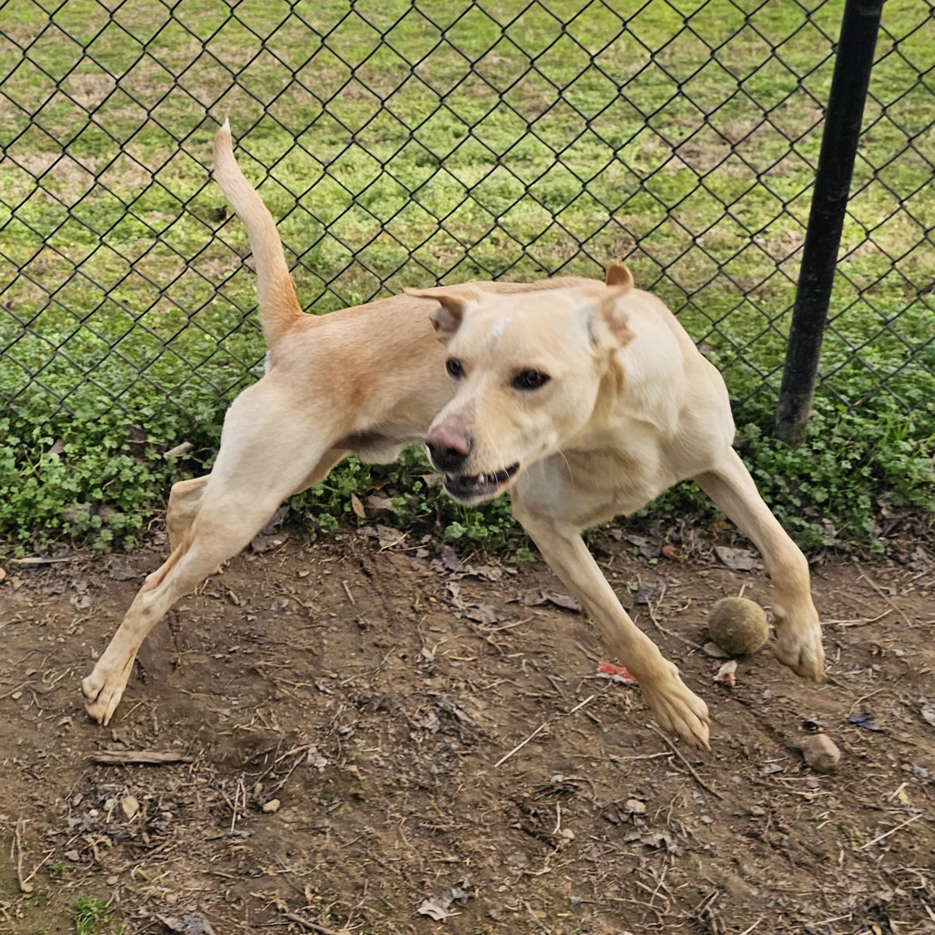 Tator Tot, a Adoptable Mixed Breed in Searcy, AR image 5/6