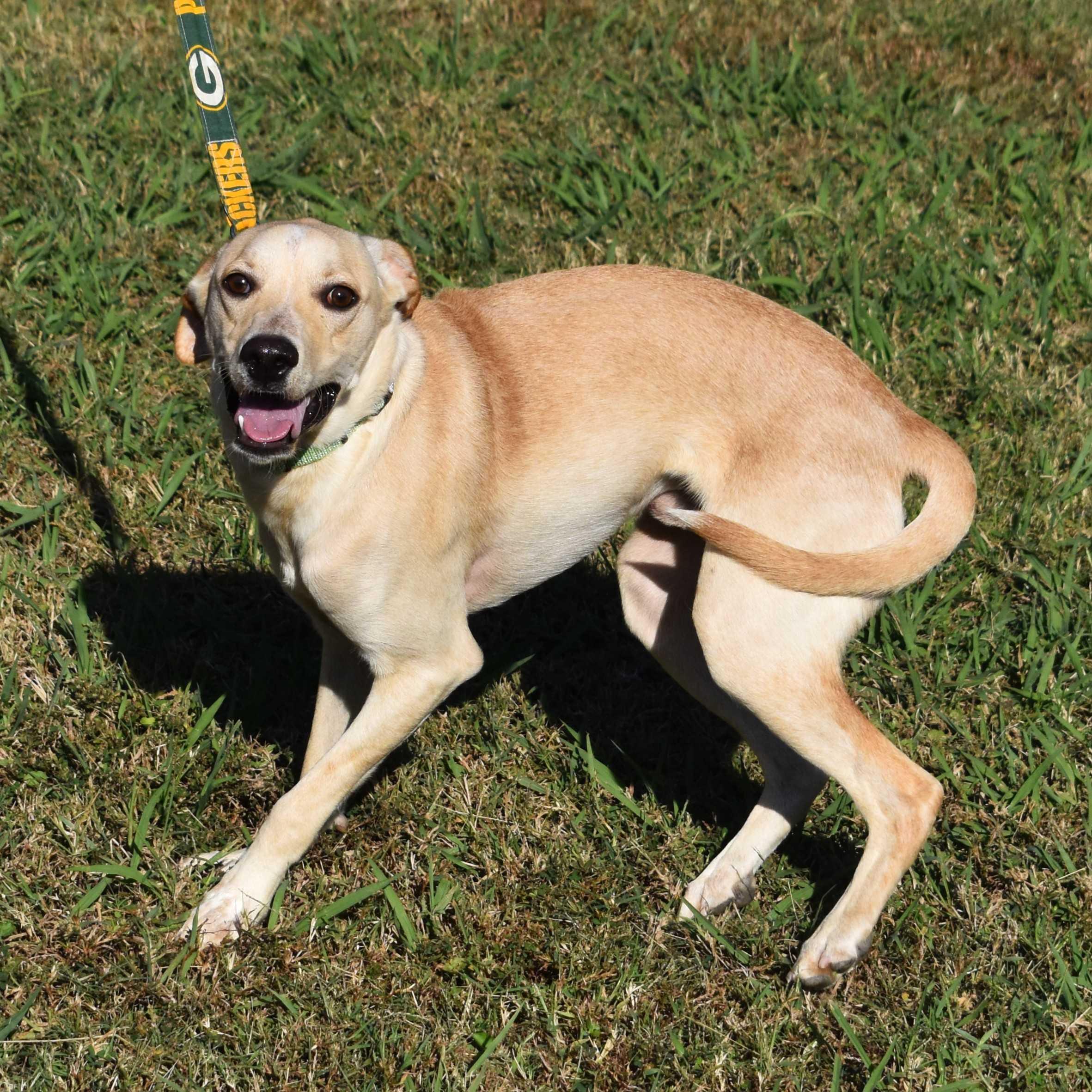 Tator Tot, a Adoptable Mixed Breed in Searcy, AR image 4/6