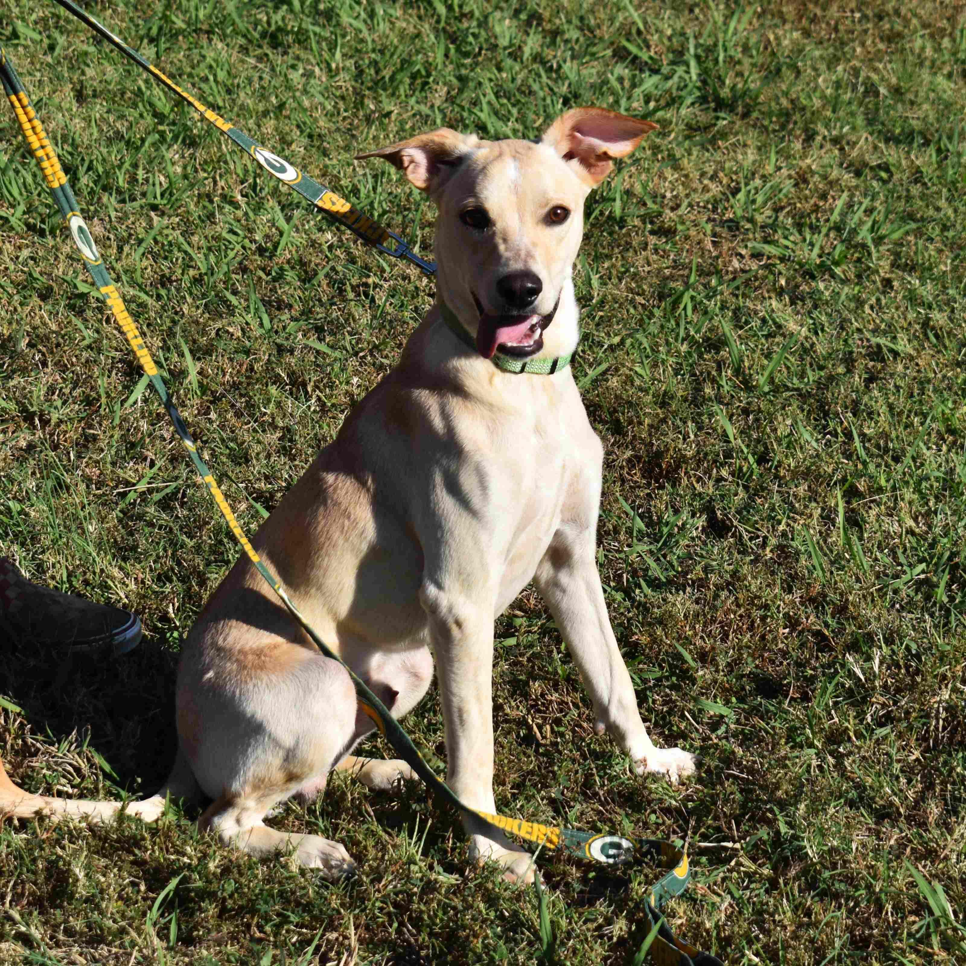 Tator Tot, a Adoptable Mixed Breed in Searcy, AR image 3/6