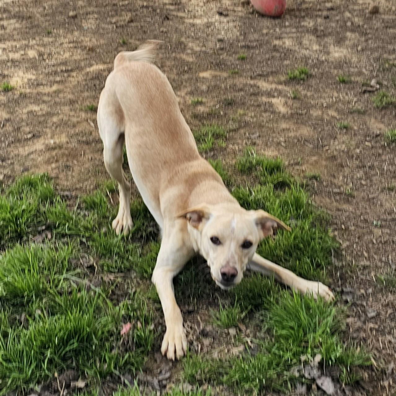 Tator Tot, a Adoptable Mixed Breed in Searcy, AR image 4/6