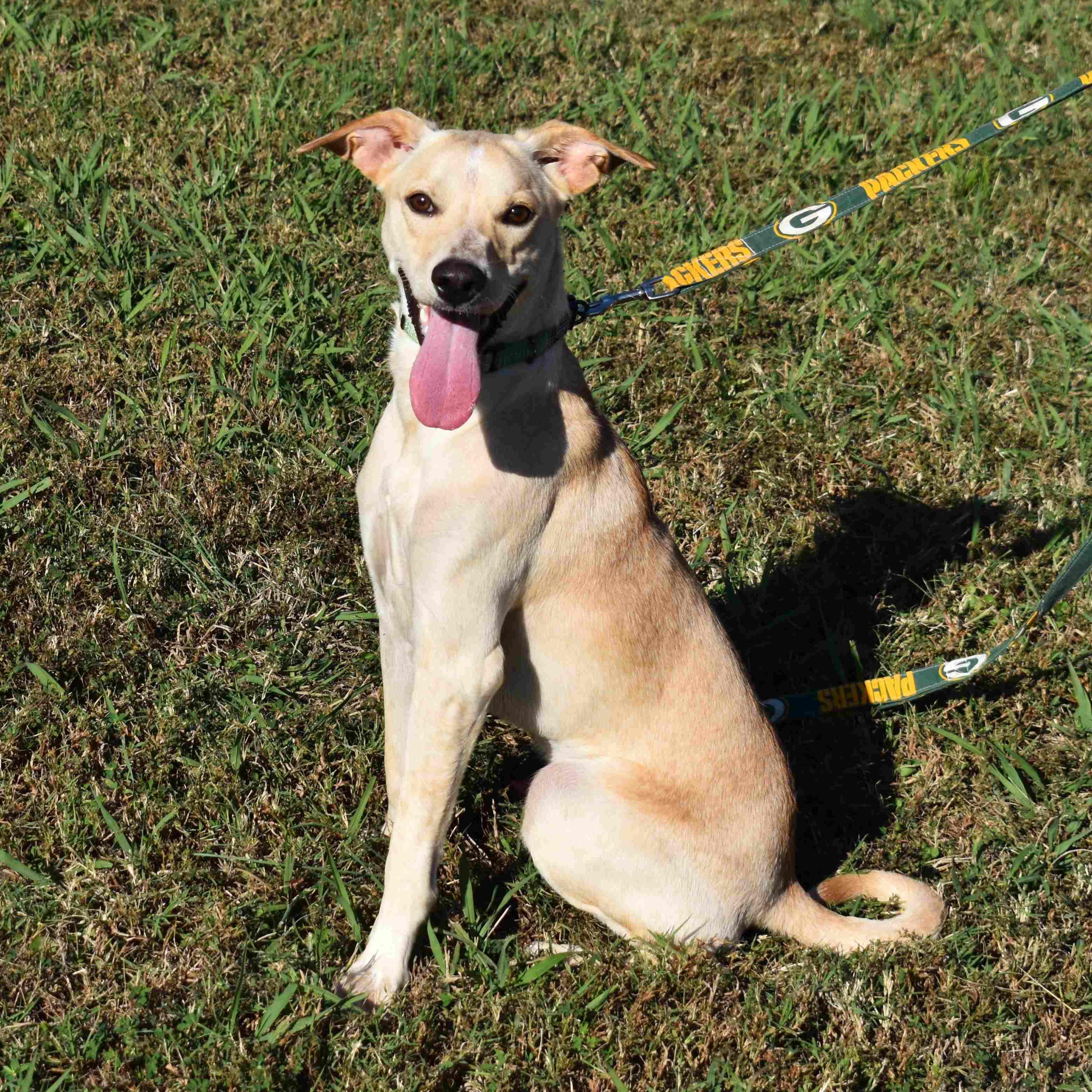 Tator Tot, a Adoptable Mixed Breed in Searcy, AR image 2/6