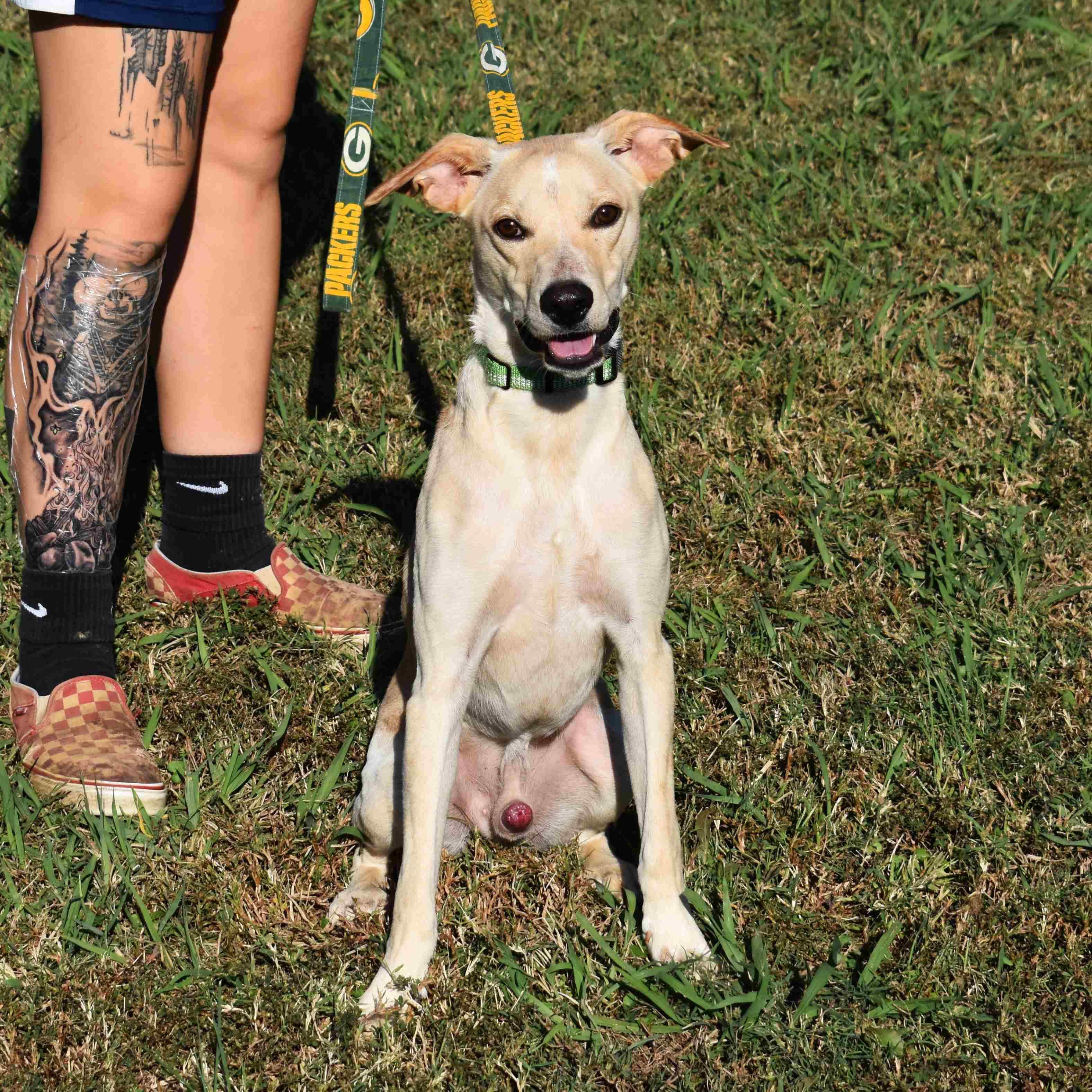 Tator Tot, a Adoptable Mixed Breed in Searcy, AR image 5/6