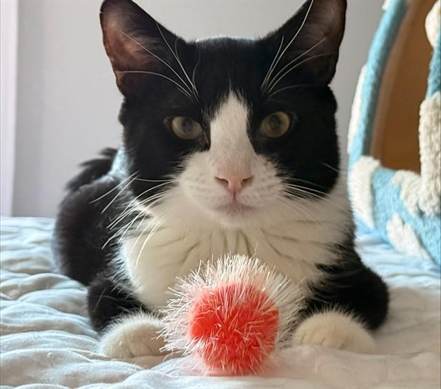 PUDDING, Adoptable, Young Male Domestic Short Hair.