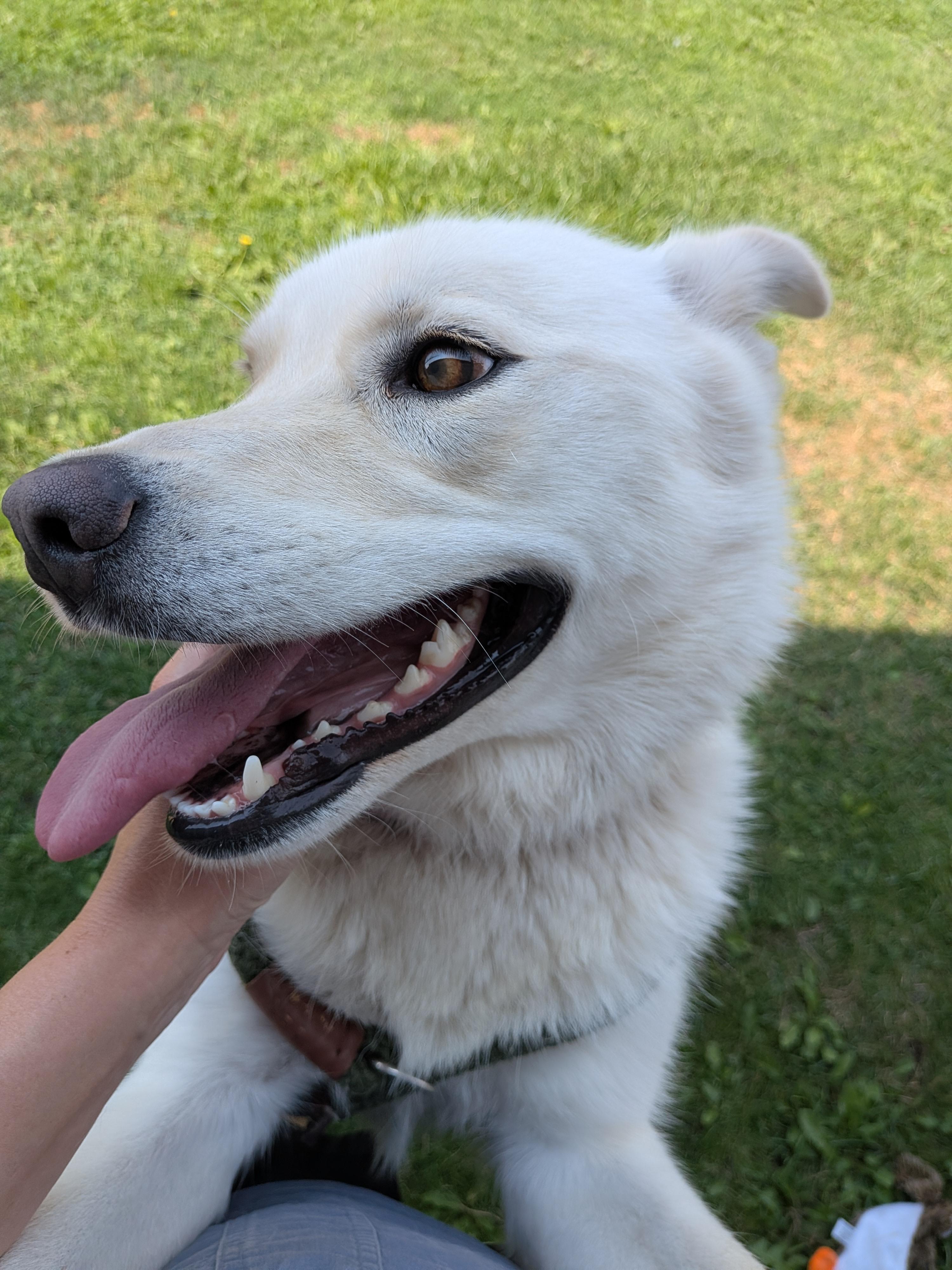 Hope, ADOPTABLE, Young Female Husky & Great Pyrenees.