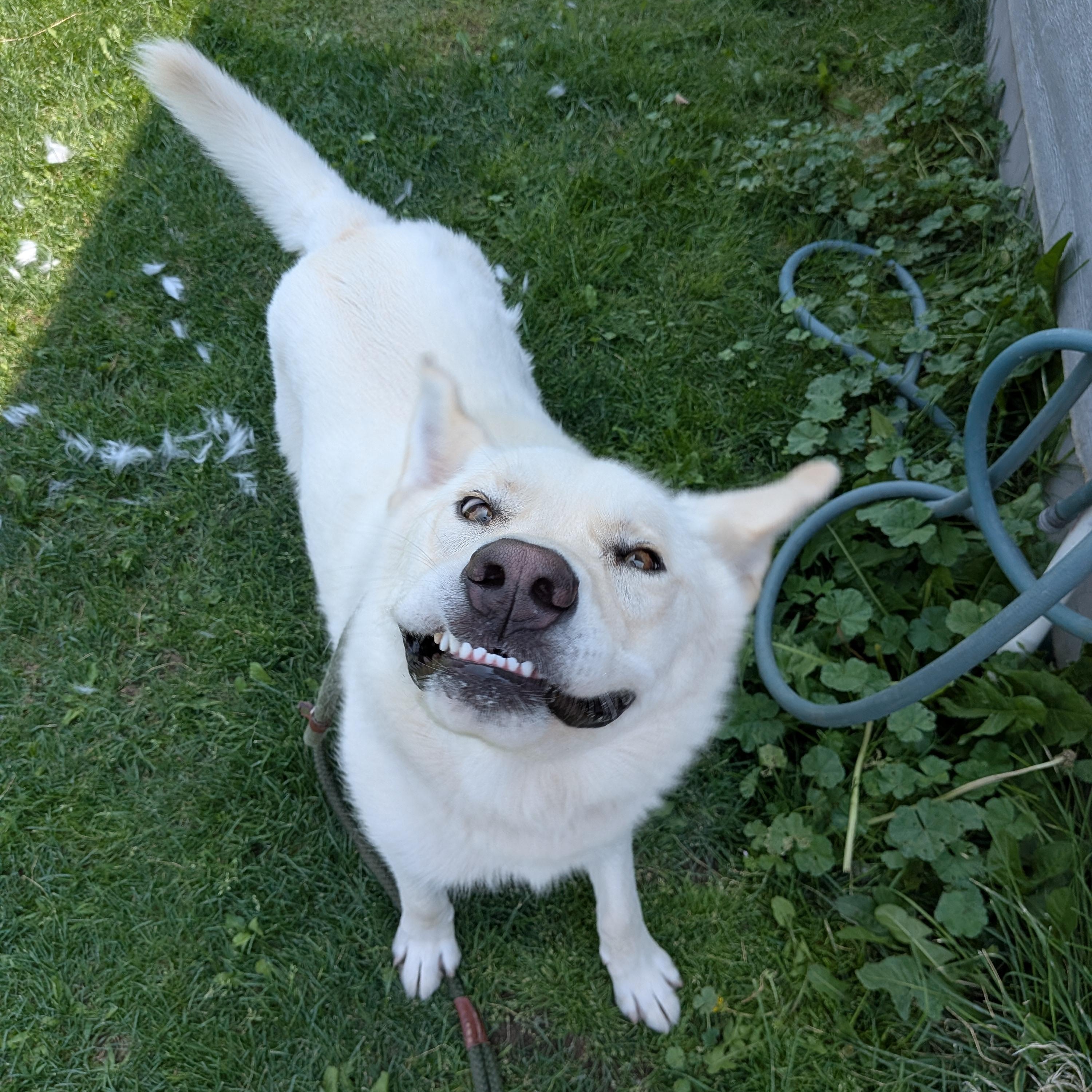 Hope, ADOPTABLE, Young Female Husky & Great Pyrenees.