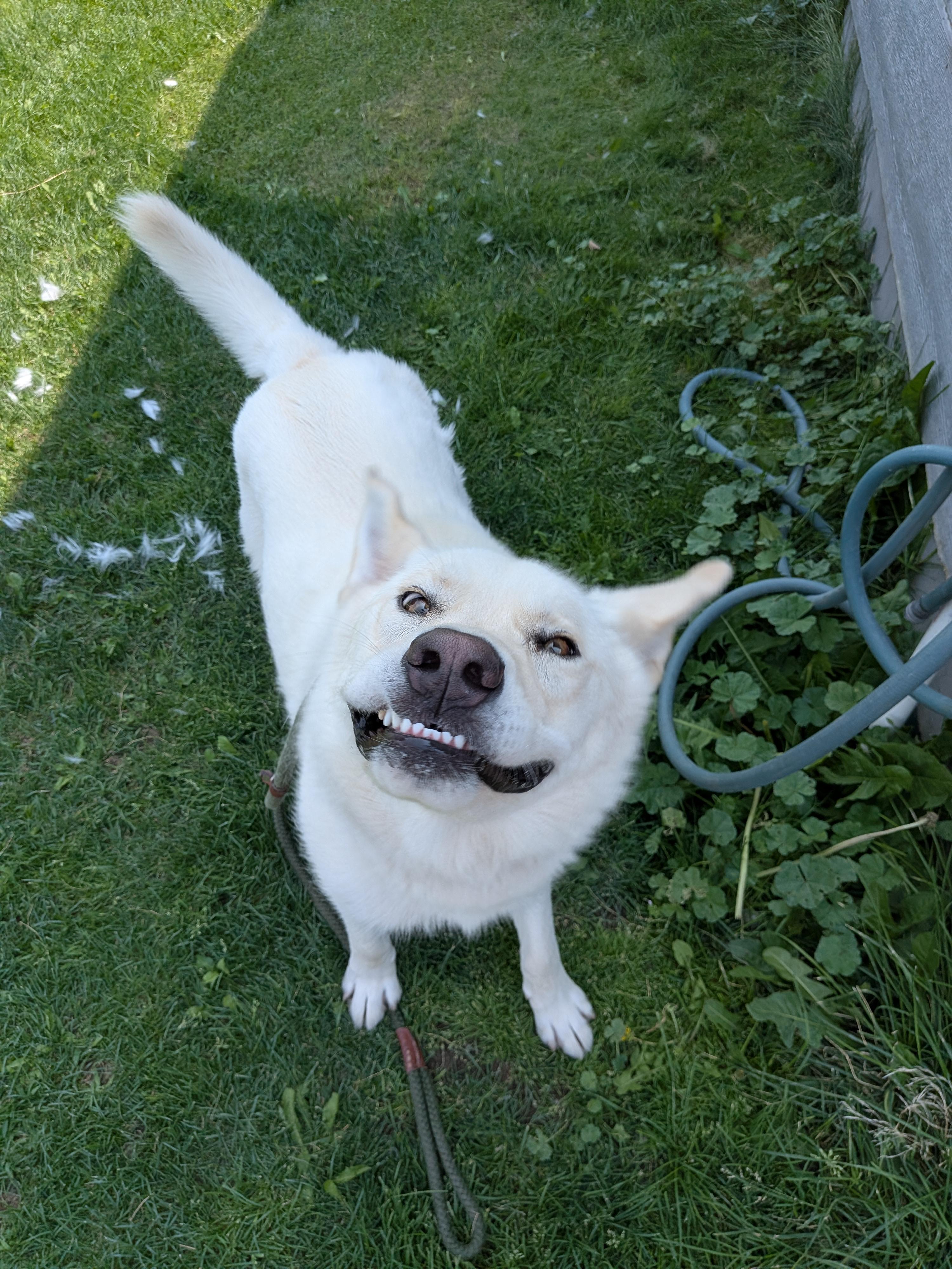 Hope, a ADOPTABLE mixed breed in Hermiston, OR image 5/5