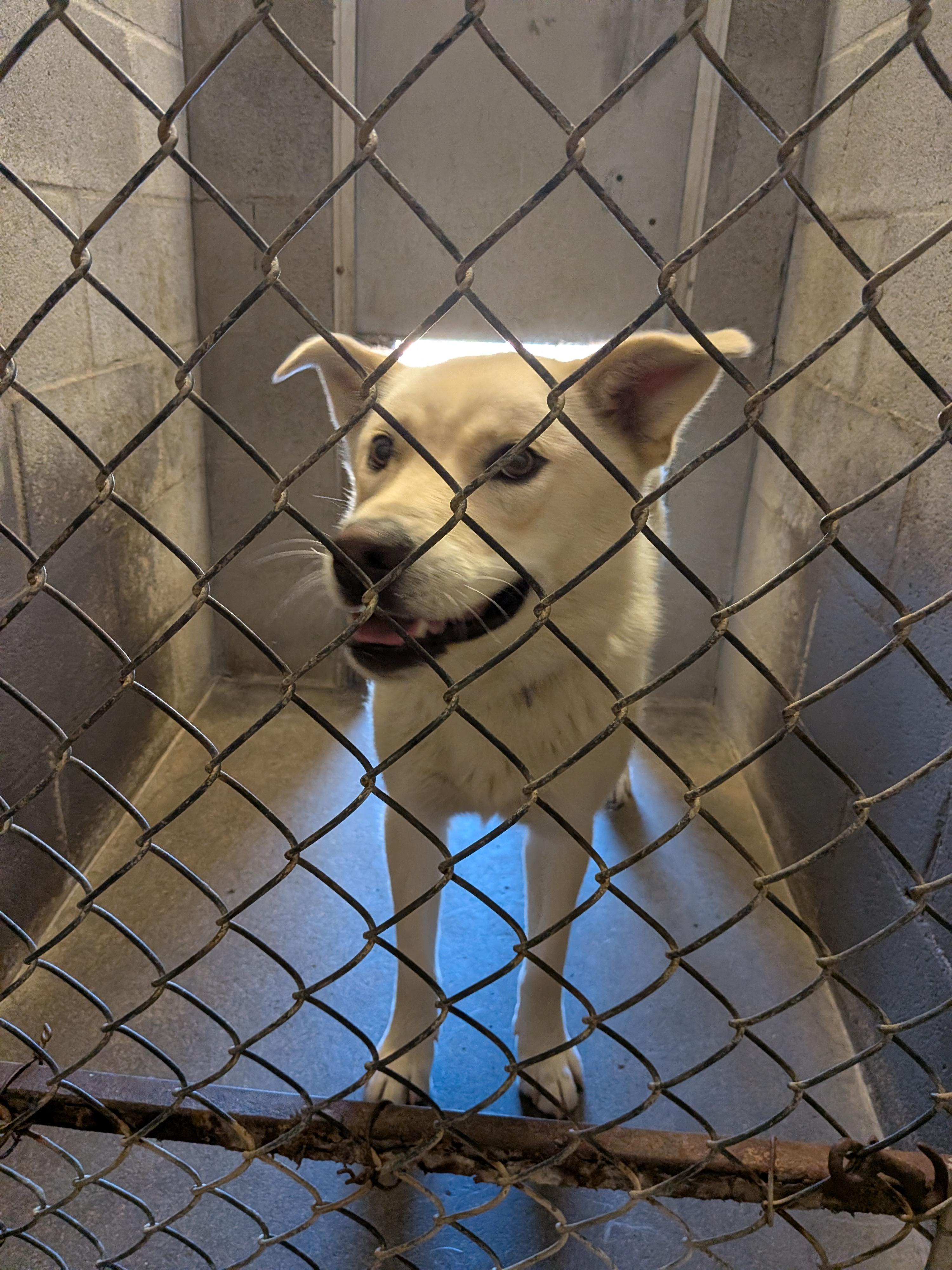Hope, ADOPTABLE, Young Female Husky.
