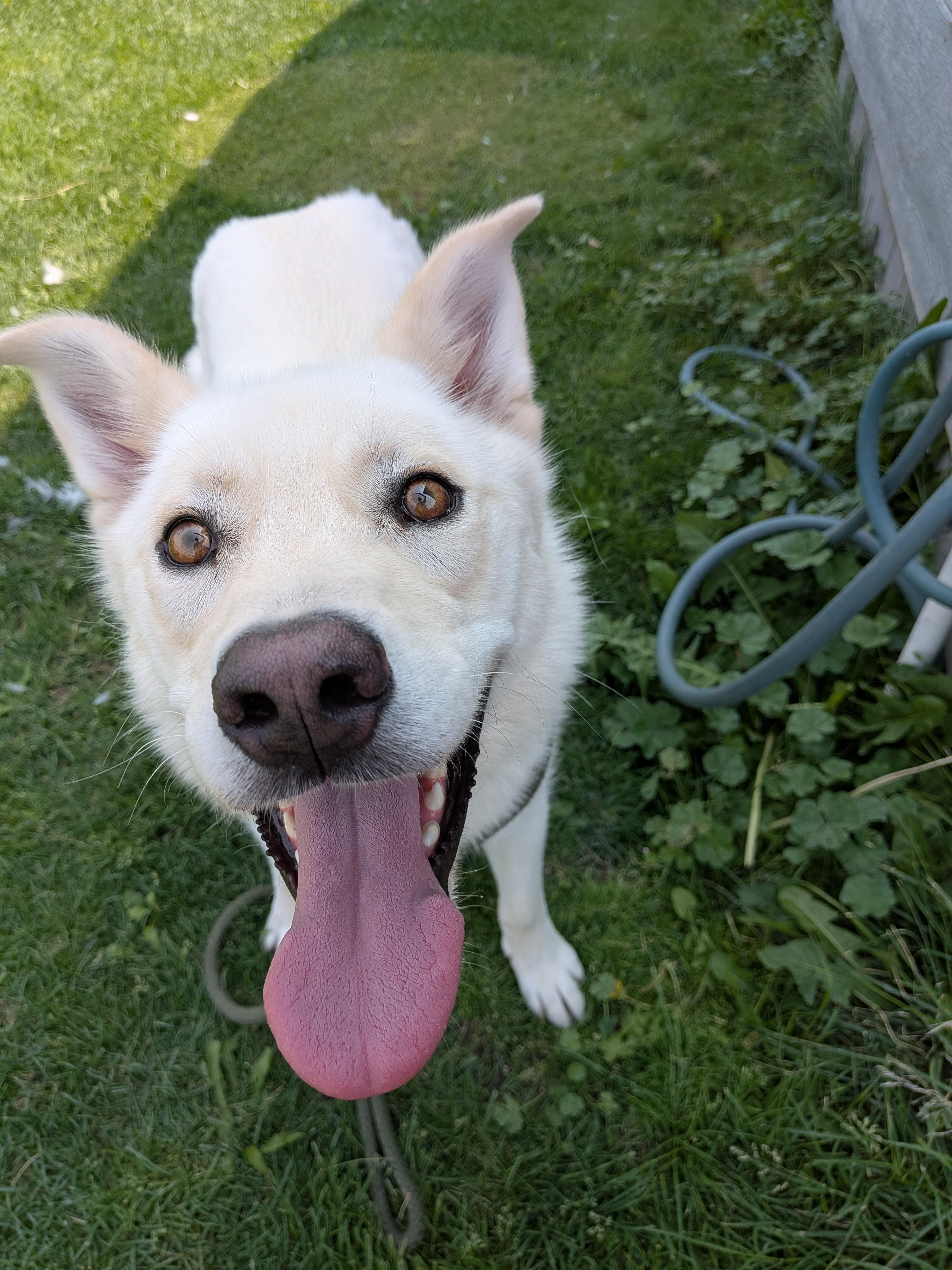 Hope, a ADOPTABLE mixed breed in Hermiston, OR image 3/5