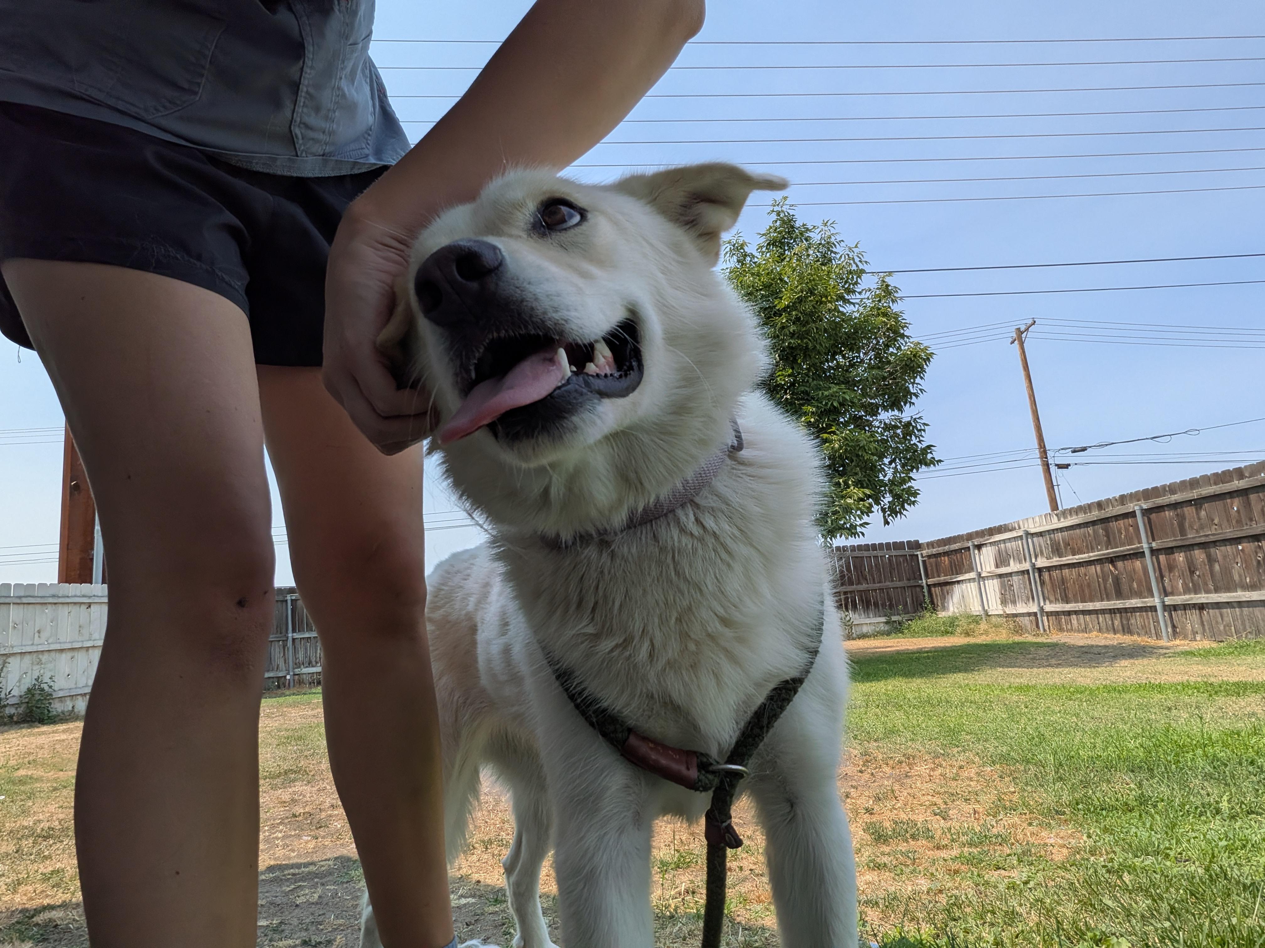 Hope, a ADOPTABLE mixed breed in Hermiston, OR image 4/5