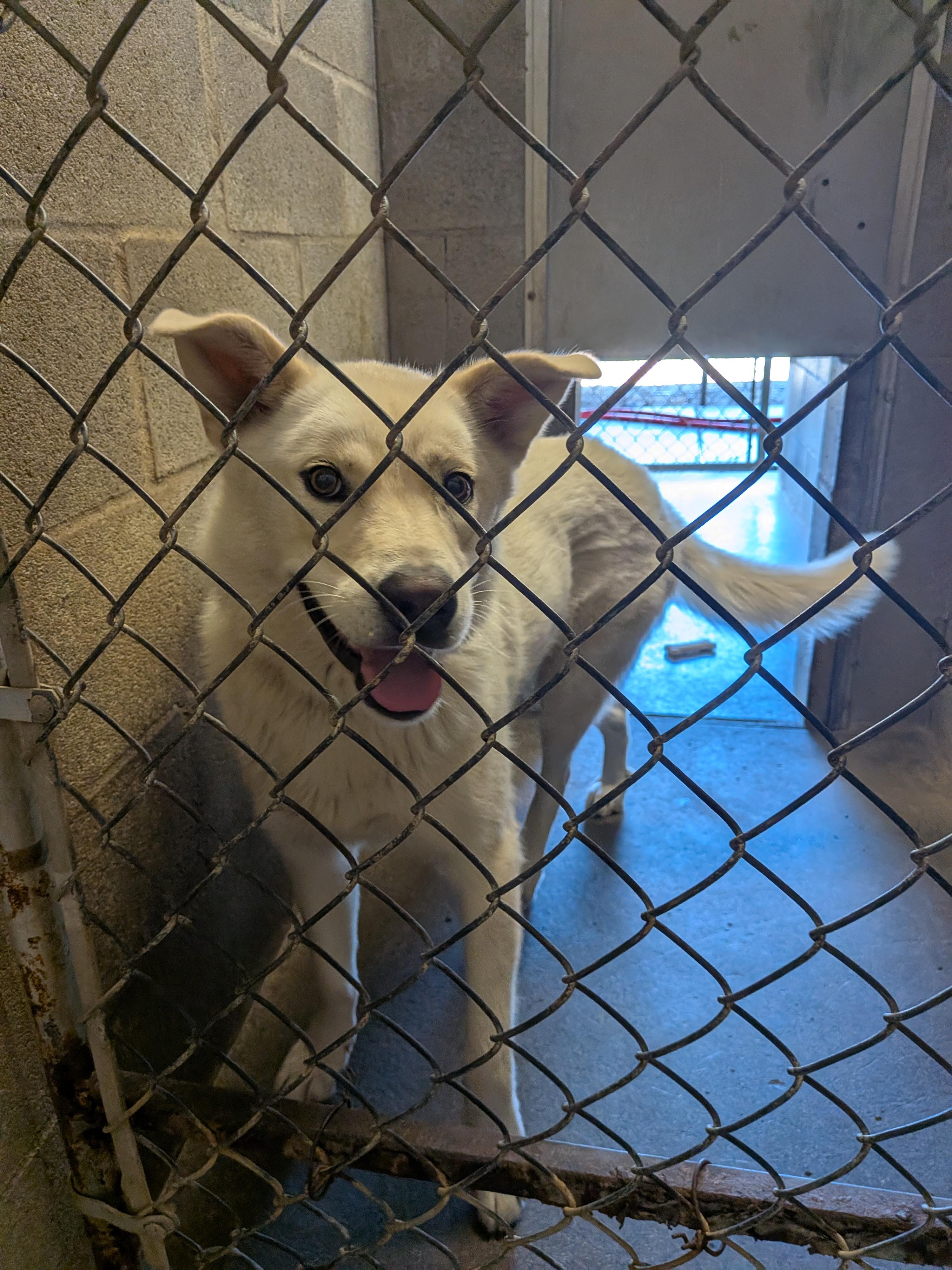 Enlarge Hope, a ADOPTABLE mixed breed in Hermiston, OR image 3/3