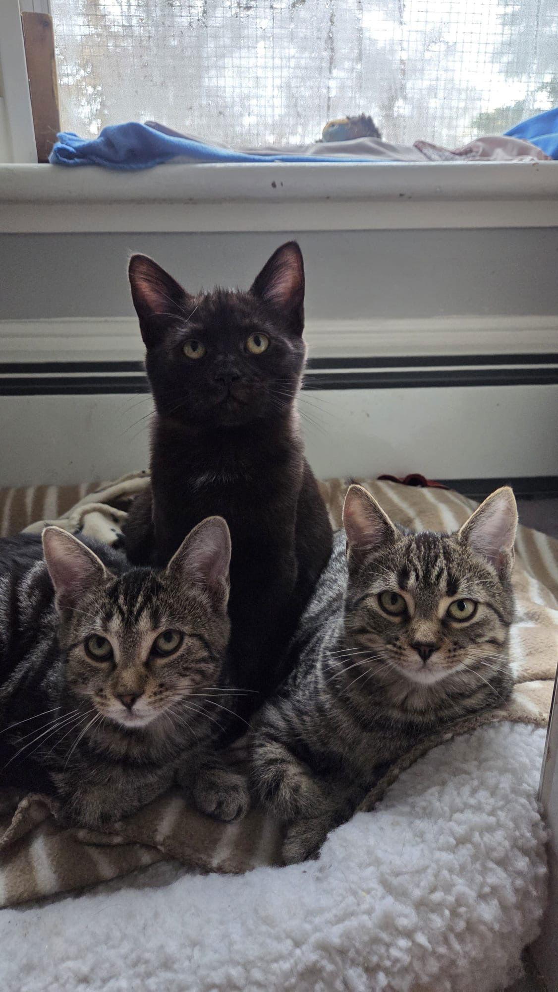 Nix, a Adopted Domestic Short Hair in Markham, ON image 1/3