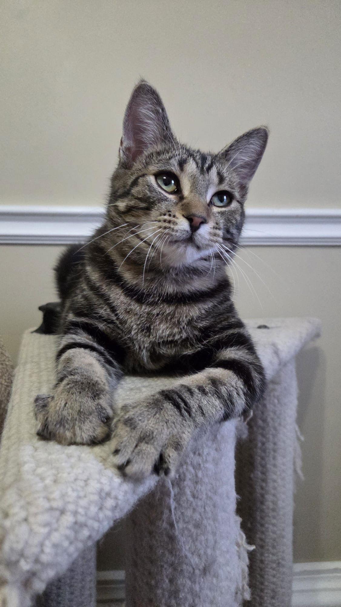 Nix, a Adopted Domestic Short Hair in Markham, ON image 2/3