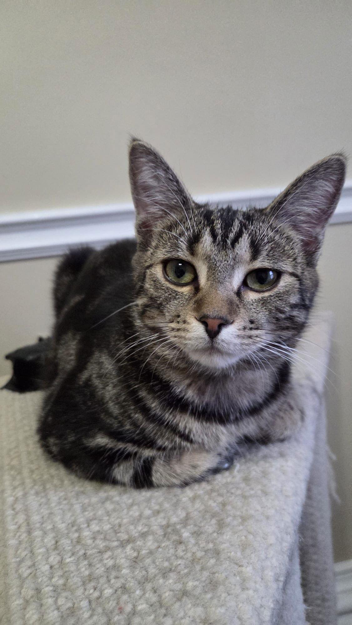 Nix, a Adopted Domestic Short Hair in Markham, ON image 3/3