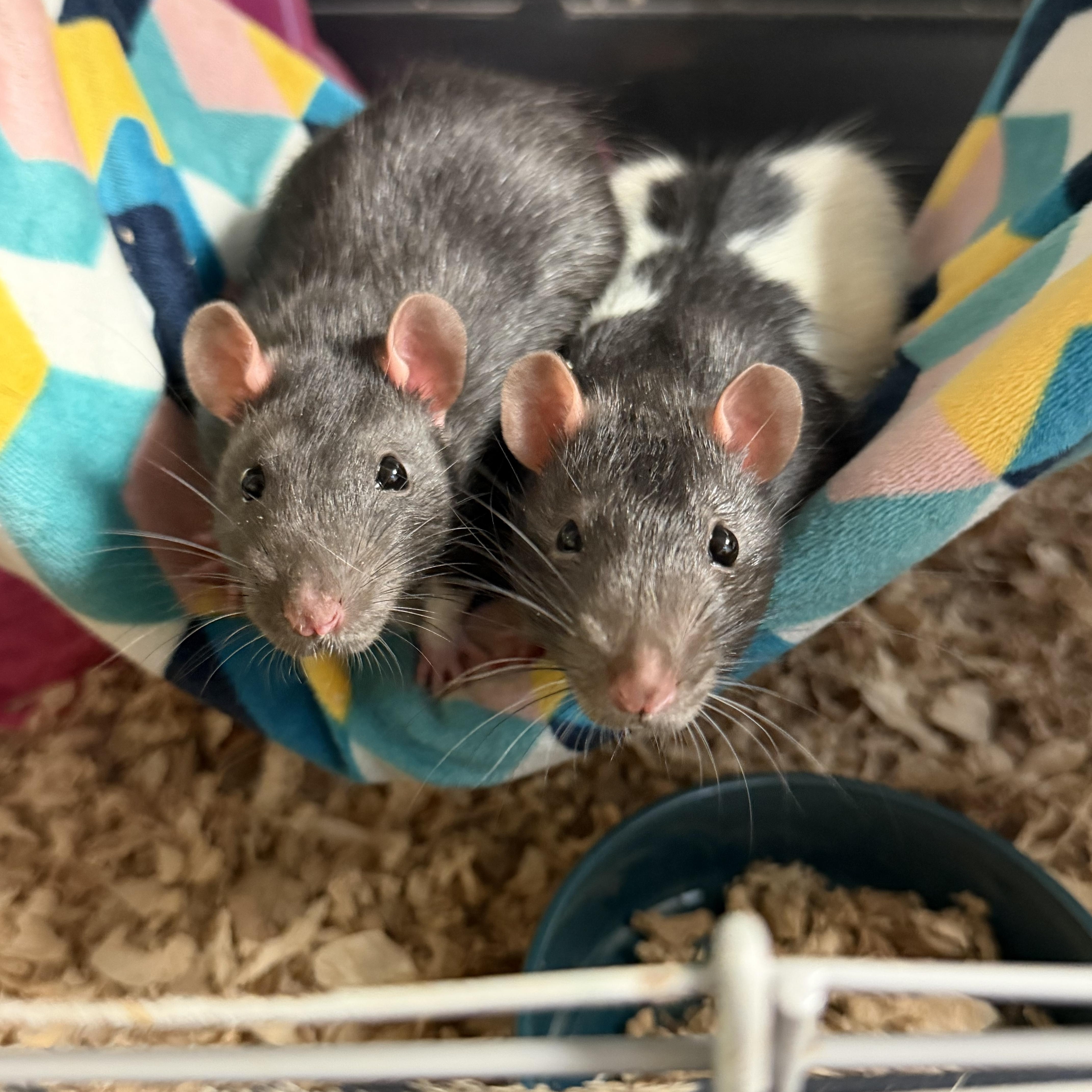 Ozzy and Cookie: video!!, adopted, Baby Male Rat.