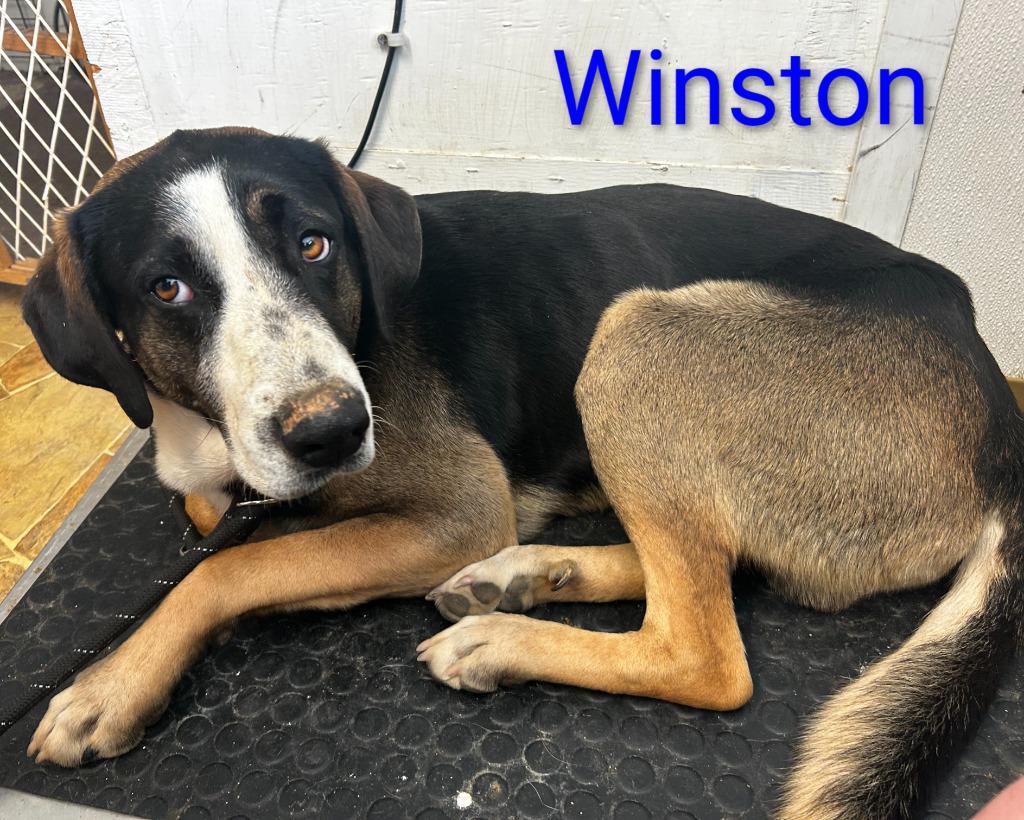 Winston, Adoptable, Young Male Bernese Mountain Dog & Anatolian Shepherd.